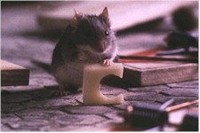 Mouse Hunt
